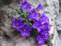 Campanula morettiana