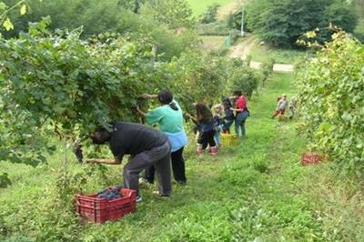 vendemmia.jpg